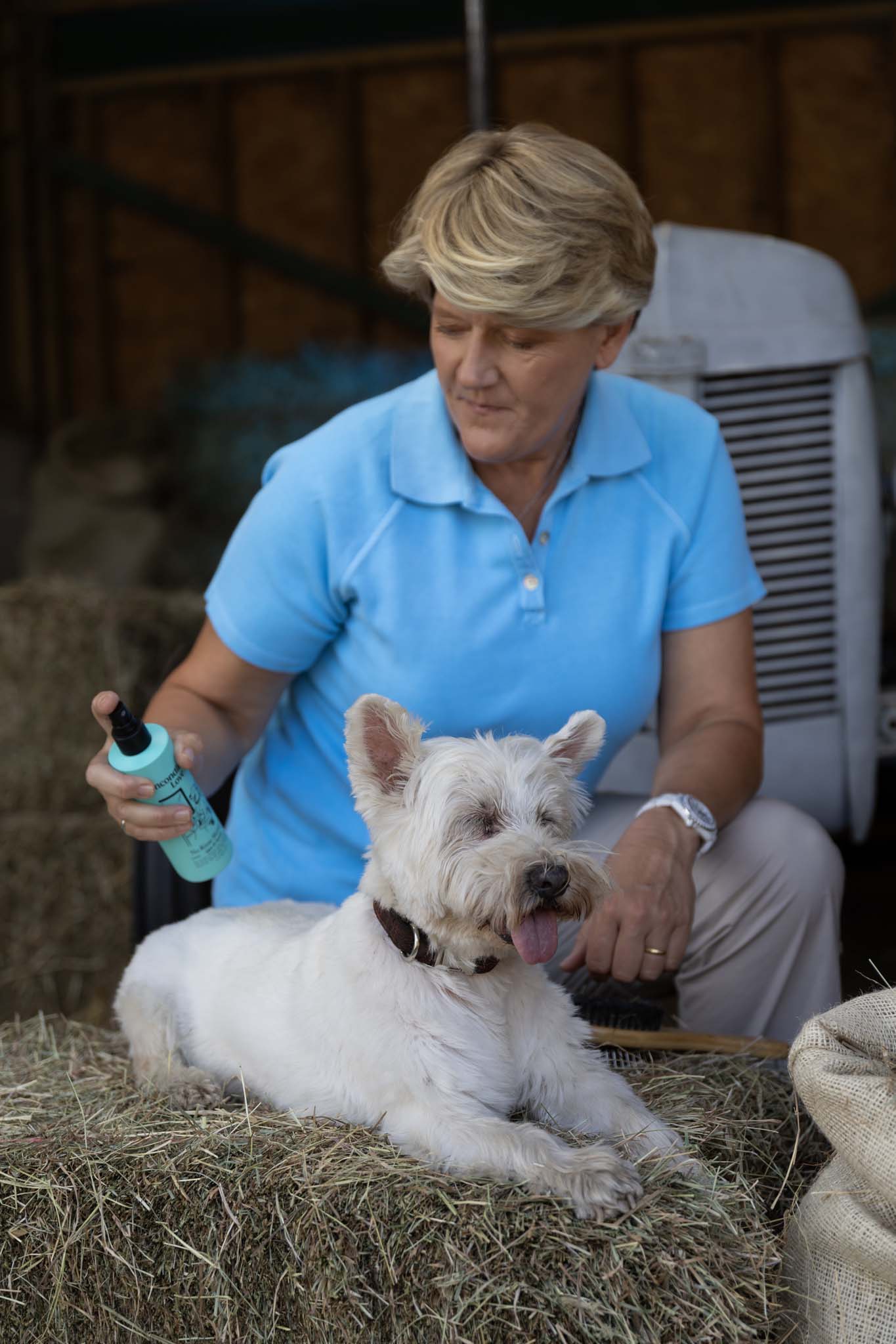 A woman in a bright blue polo shirt grooming a small white dog lying on a hay bale, holding a turquoise spray bottle and brushing the dog in a barn setting.